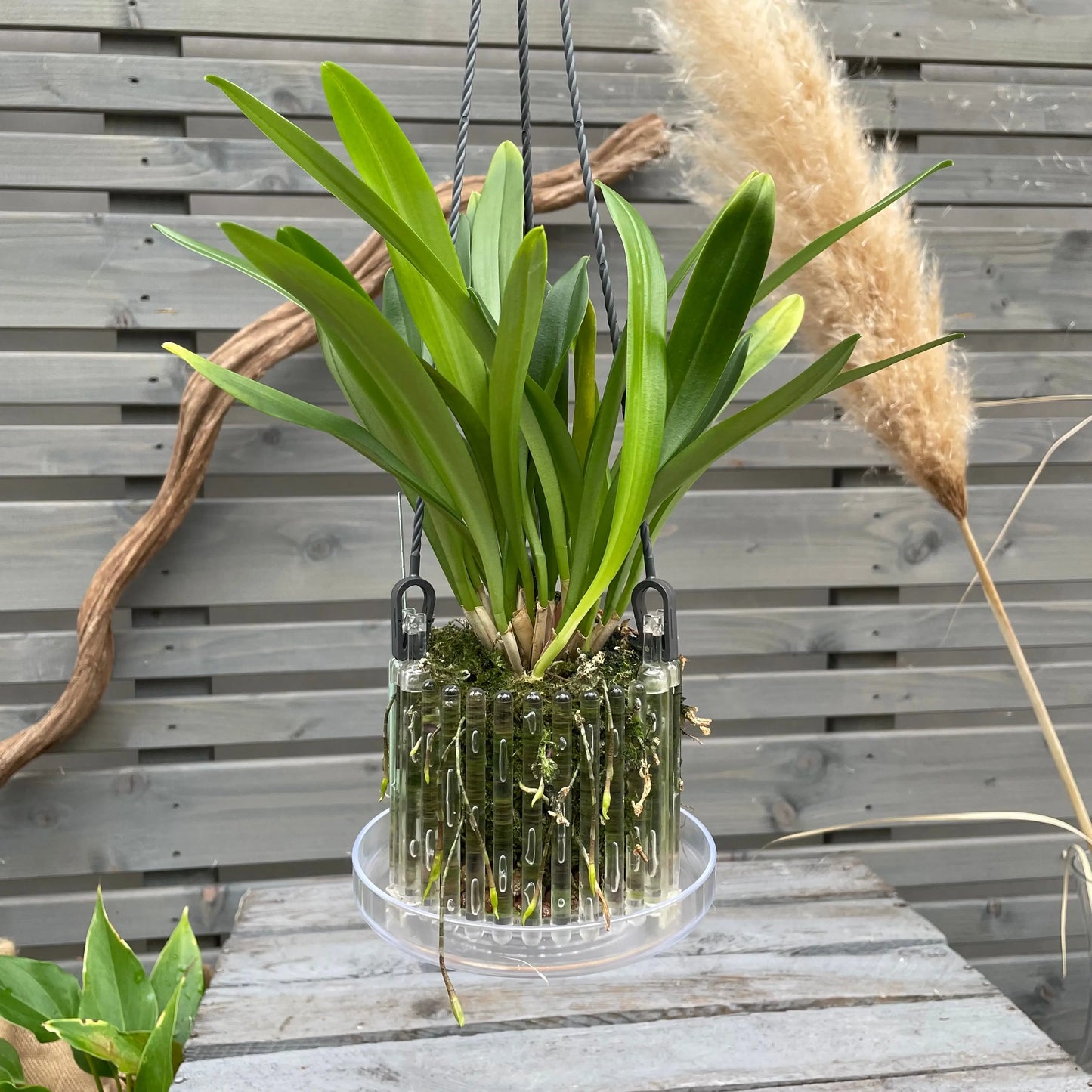 Affengesicht Orchidee Dracula der Saison! BLATTPOST