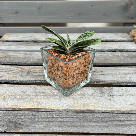 CORKIO - Eure Pflanze im plastikfreien Korktopf (Gasteria batesiana Little Warty) BLATTPOST
