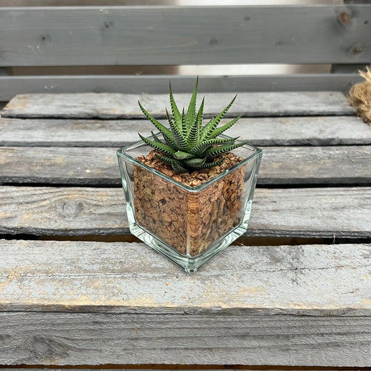 CORKIO - Eure Pflanze im plastikfreien Korktopf (Haworthia fasciata Green) BLATTPOST