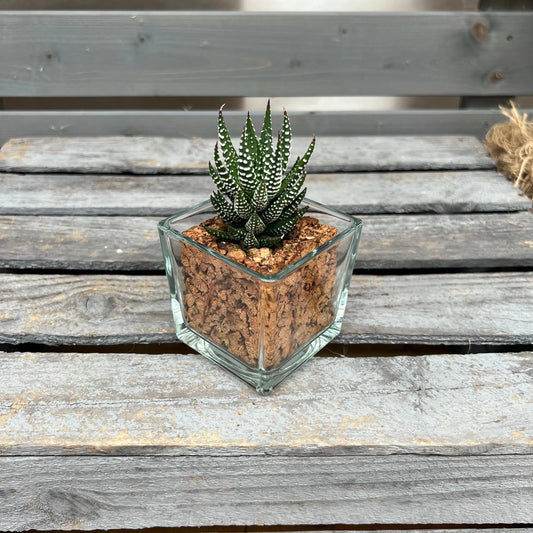 CORKIO - Eure Pflanze im plastikfreien Korktopf (Haworthia fasciata Super Fasciata) BLATTPOST