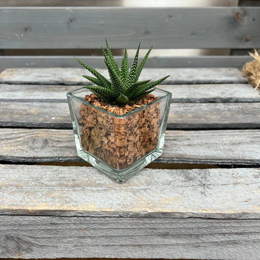 CORKIO - Eure Pflanze im plastikfreien Korktopf (Haworthia fasciata Universe) BLATTPOST