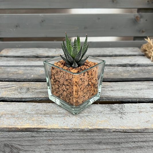 CORKIO - Eure Pflanze im plastikfreien Korktopf (Haworthia fasciata hybrid) BLATTPOST