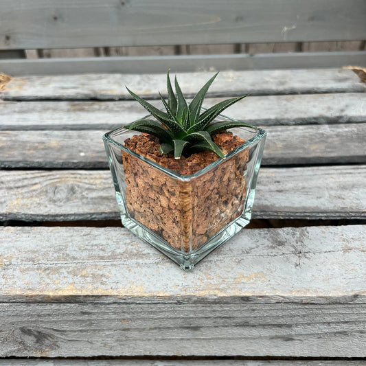 CORKIO - Eure Pflanze im plastikfreien Korktopf (Haworthia herbaceae) BLATTPOST
