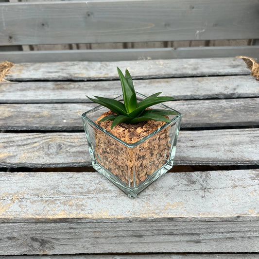 CORKIO - Eure Pflanze im plastikfreien Korktopf (Haworthia pentagona) BLATTPOST