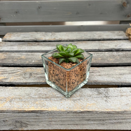 CORKIO - Eure Pflanze im plastikfreien Korktopf (Haworthia retusa) BLATTPOST