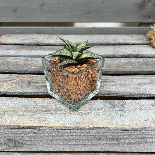 CORKIO - Eure Pflanze im plastikfreien Korktopf (Haworthia tessalata) BLATTPOST