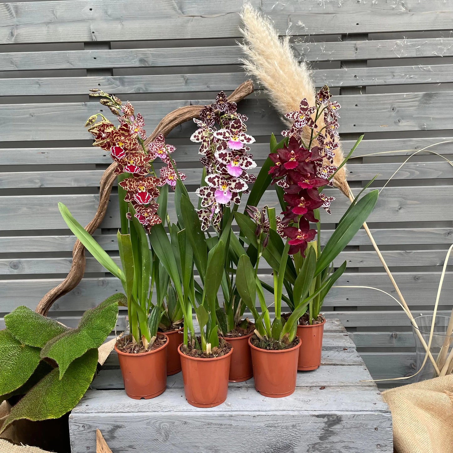 Cambria, 6er Set BLATTPOST