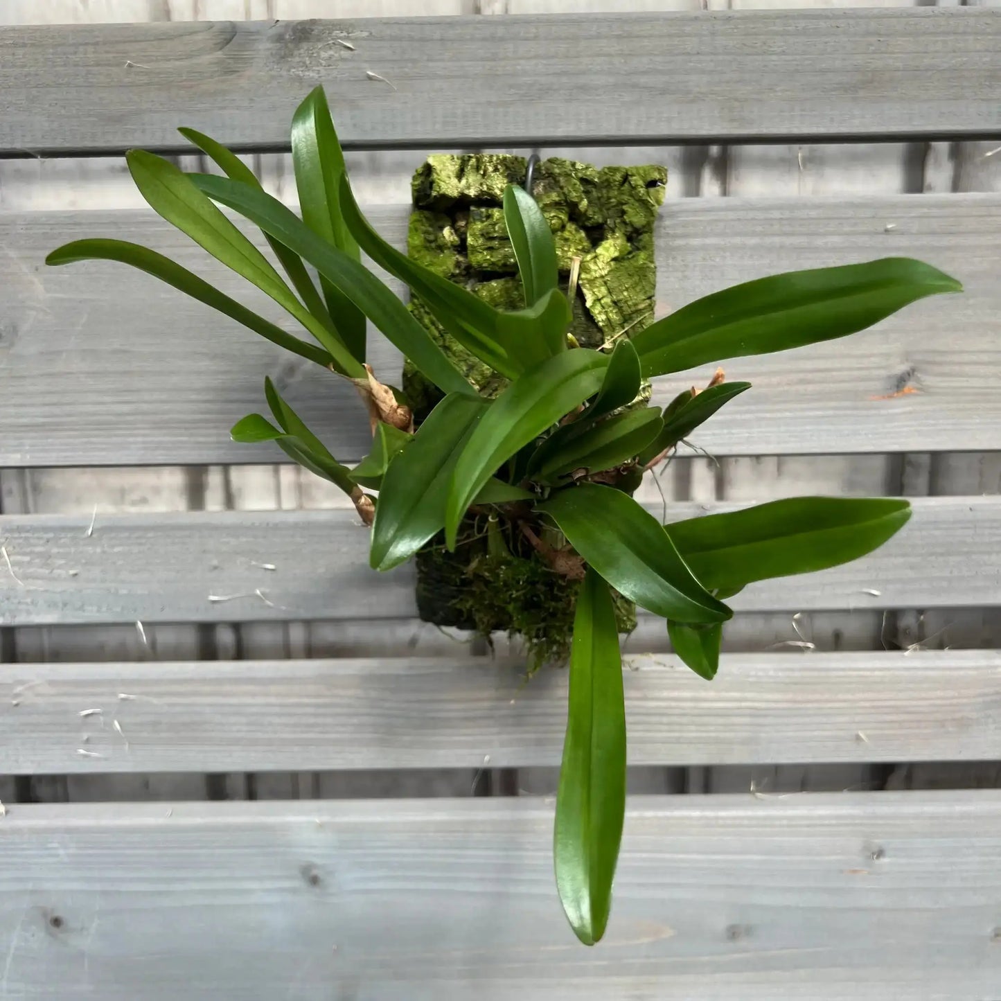 Cocoon Orchid - Bulbophyllum falcatum BLATTPOST