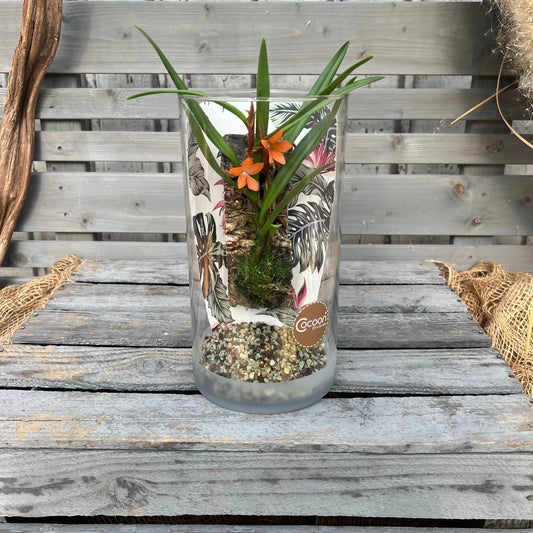 Cocoon Orchid - Ceratostylis retisquama BLATTPOST