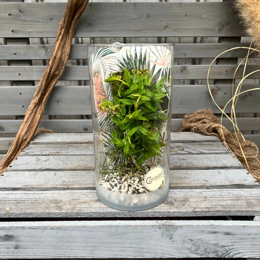 Cocoon Orchid - Epidendrum peperomia v. alba BLATTPOST