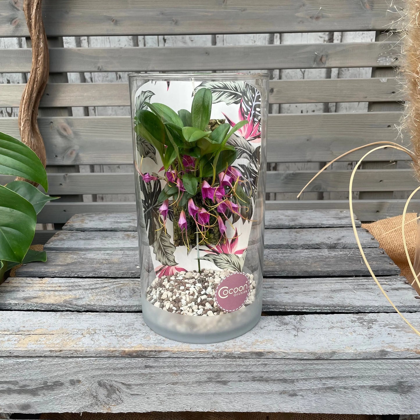 Cocoon Orchid - Masdevallia glandulosa BLATTPOST