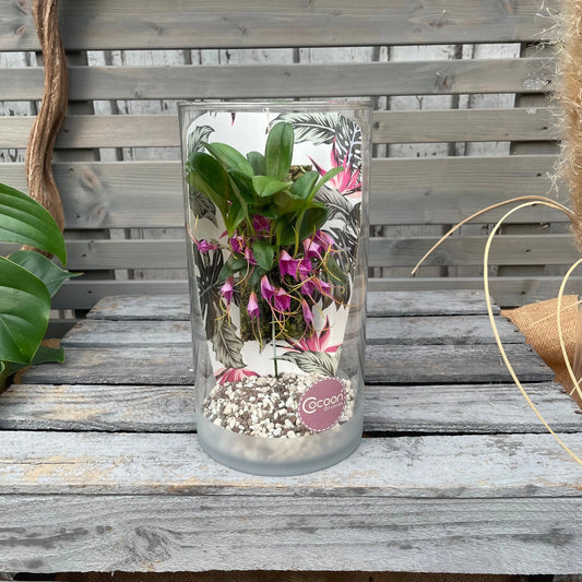 Cocoon Orchid - Masdevallia glandulosa BLATTPOST