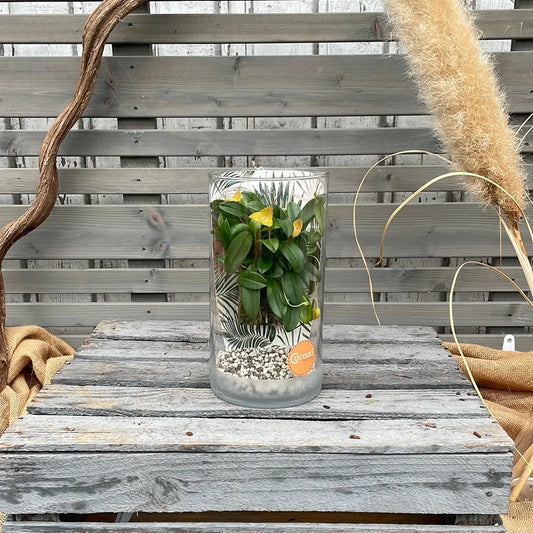 Cocoon Orchid - Masdevallia triangularis BLATTPOST