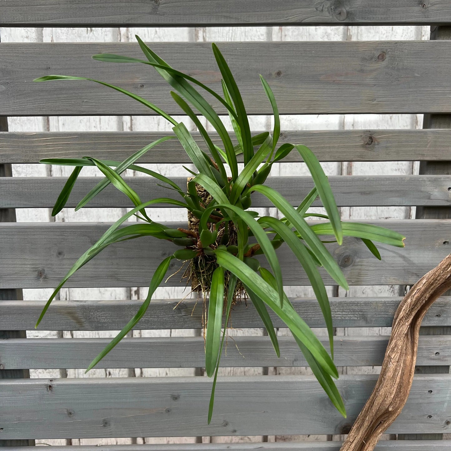 Cocoon Orchid - Maxillaria variabilis BLATTPOST