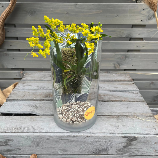 Cocoon Orchid - Oncidium cheirophorum BLATTPOST