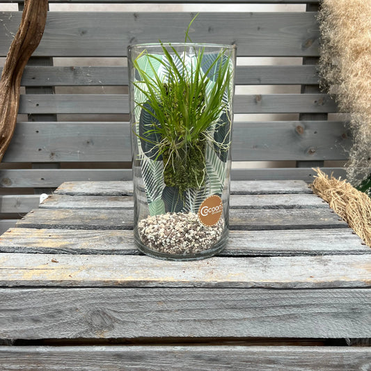 Cocoon Orchid - Ornithophora radicans BLATTPOST