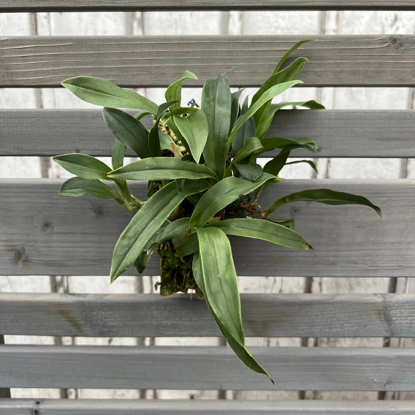 Cocoon Orchid - Promenaea ´sunlight orchid´ BLATTPOST