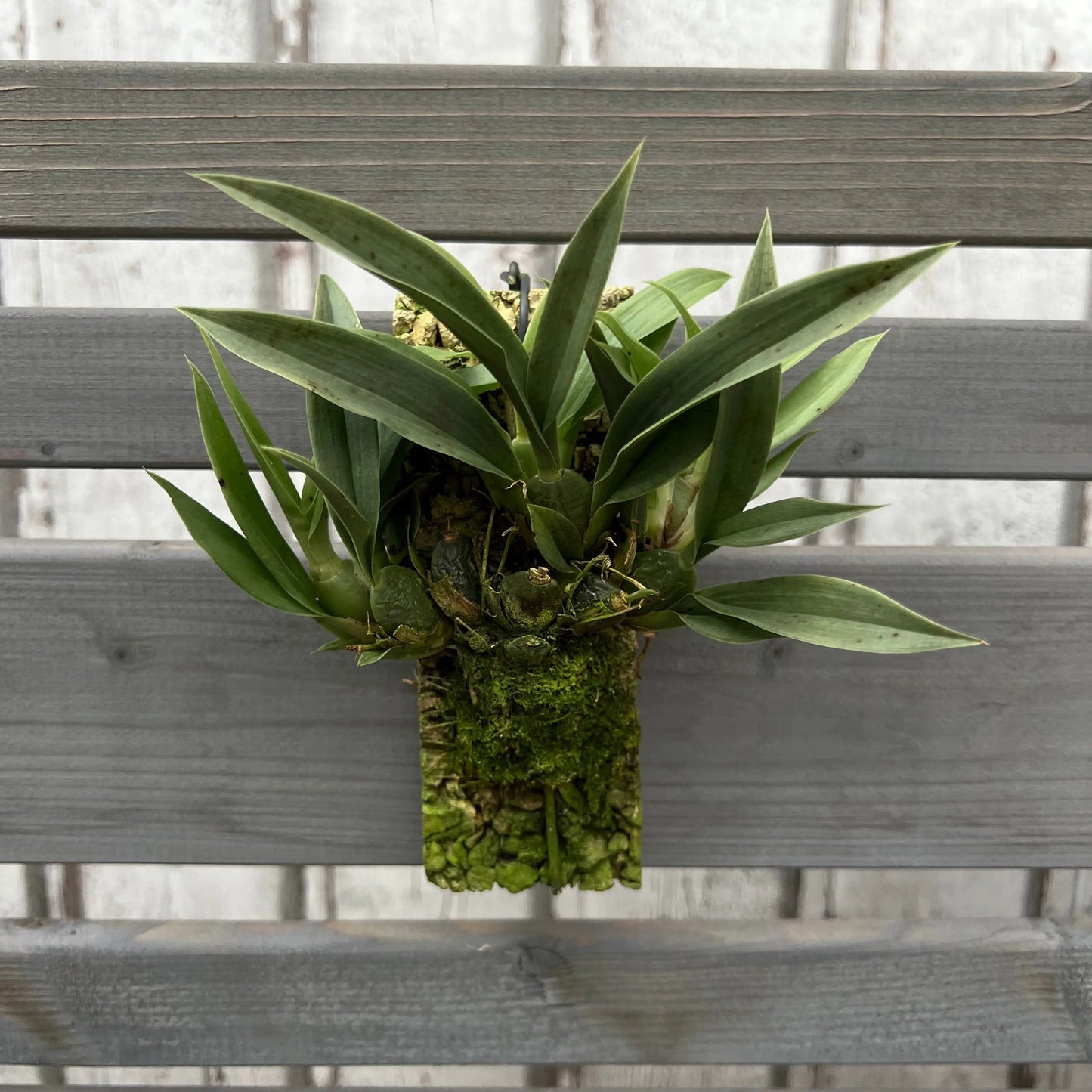 Cocoon Orchid - Promenaea silvana BLATTPOST