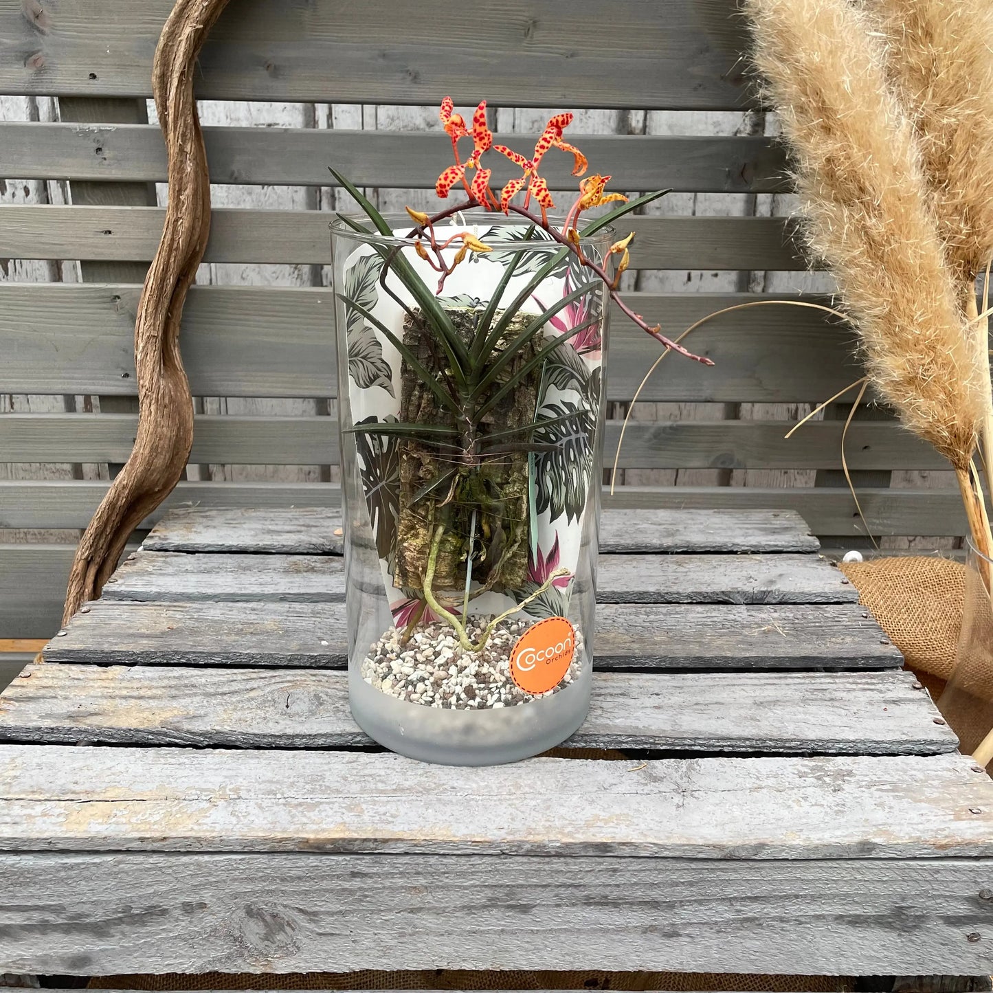 Cocoon Orchid - Renanthera monachica BLATTPOST