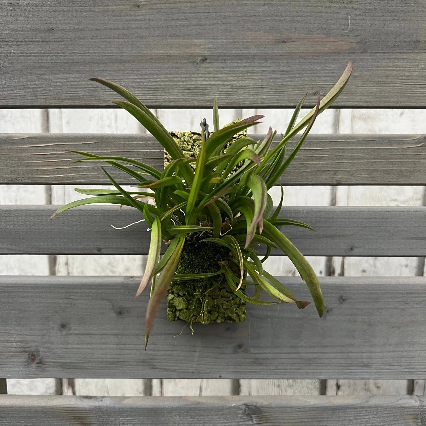 Cocoon Orchid - Tolumnia variegata BLATTPOST