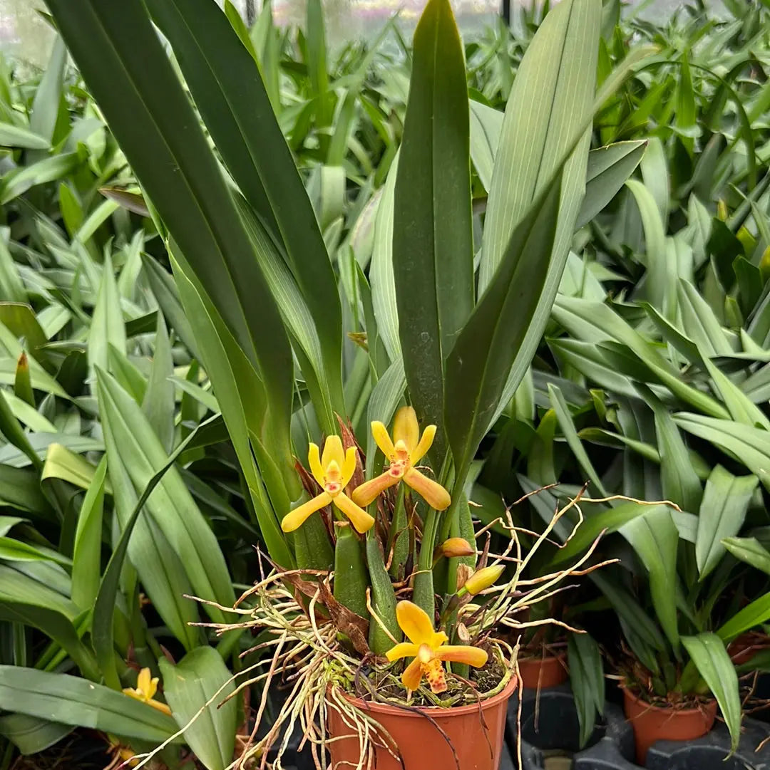 Duftorchidee Maxillaria rufescens BLATTPOST