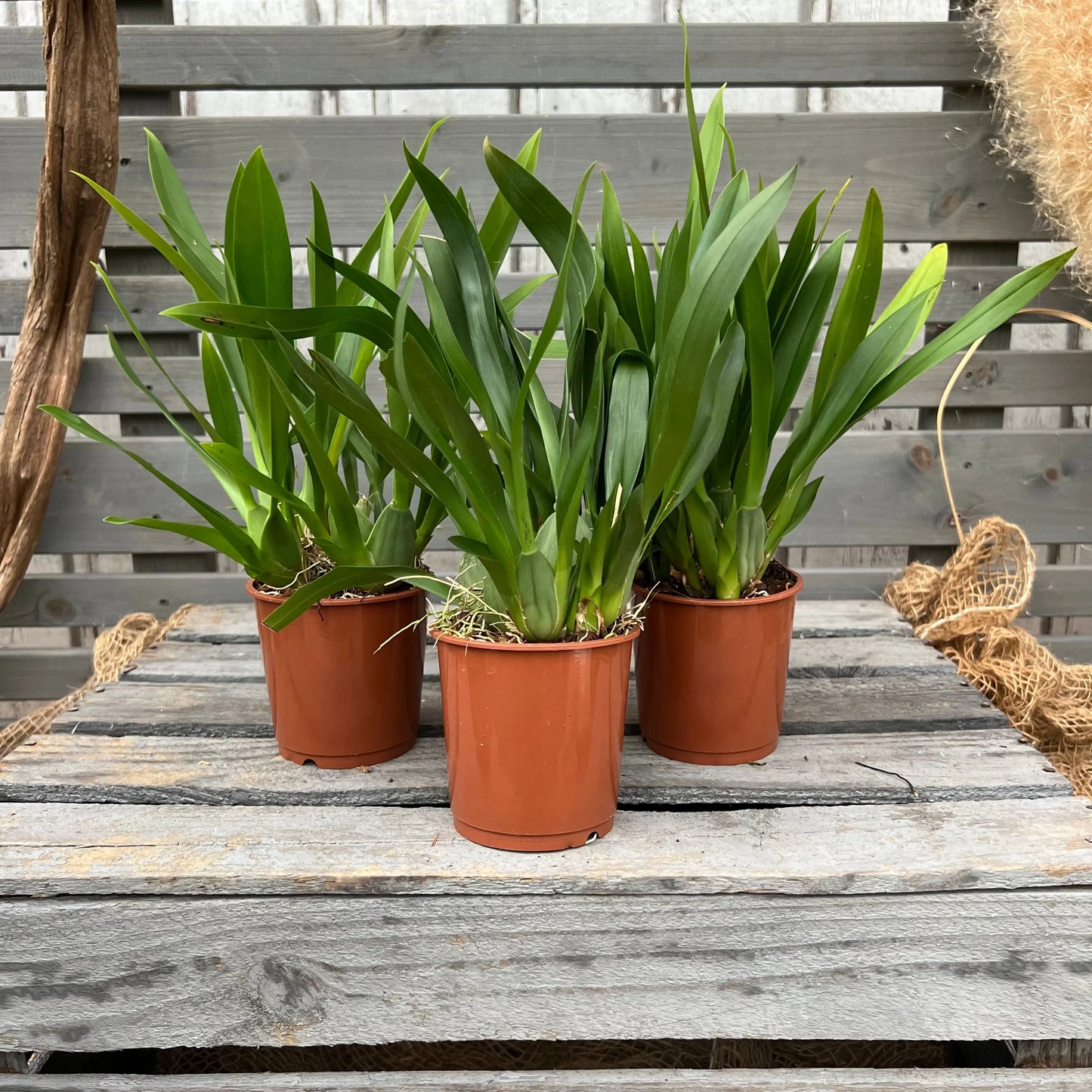 Duftorchidee Oncidium twinkle 'Jasmin', 3er Set BLATTPOST