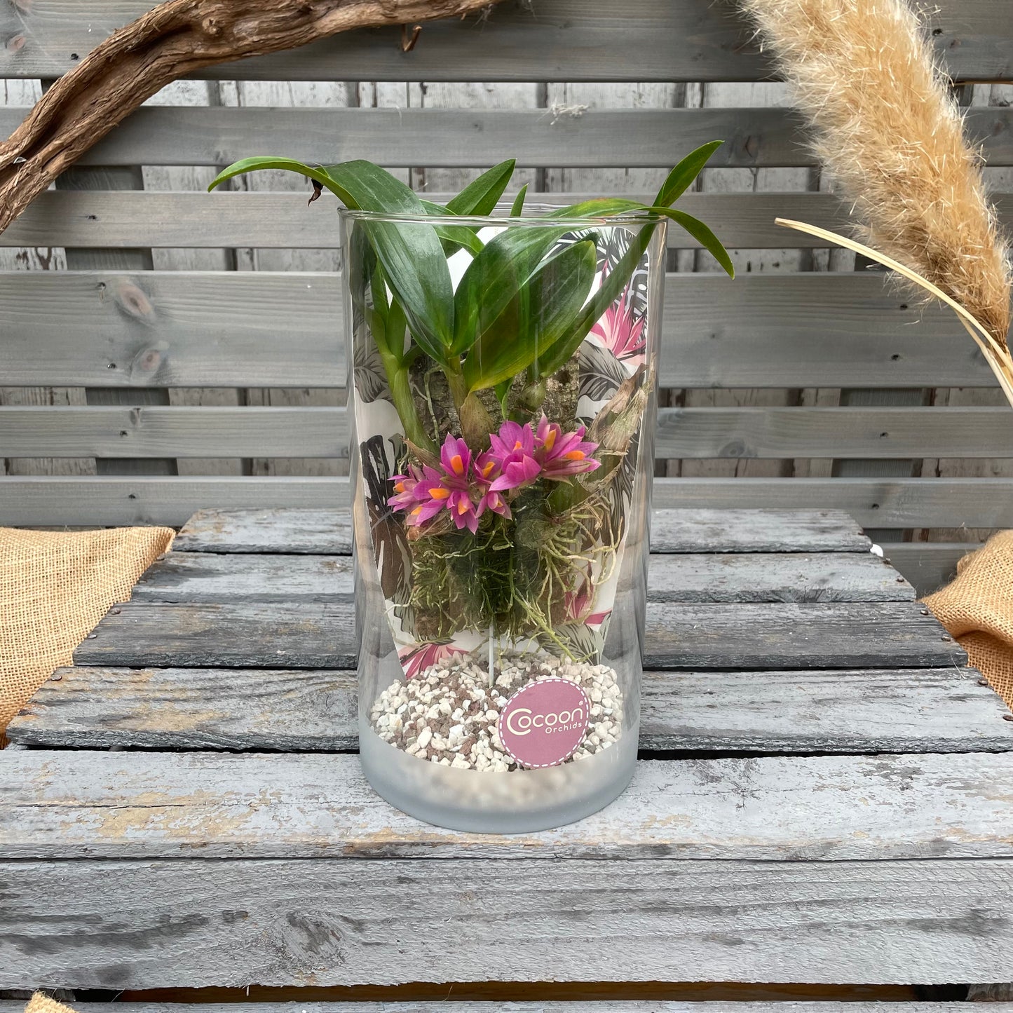 Cocoon Orchid - Dendrobium hibiki