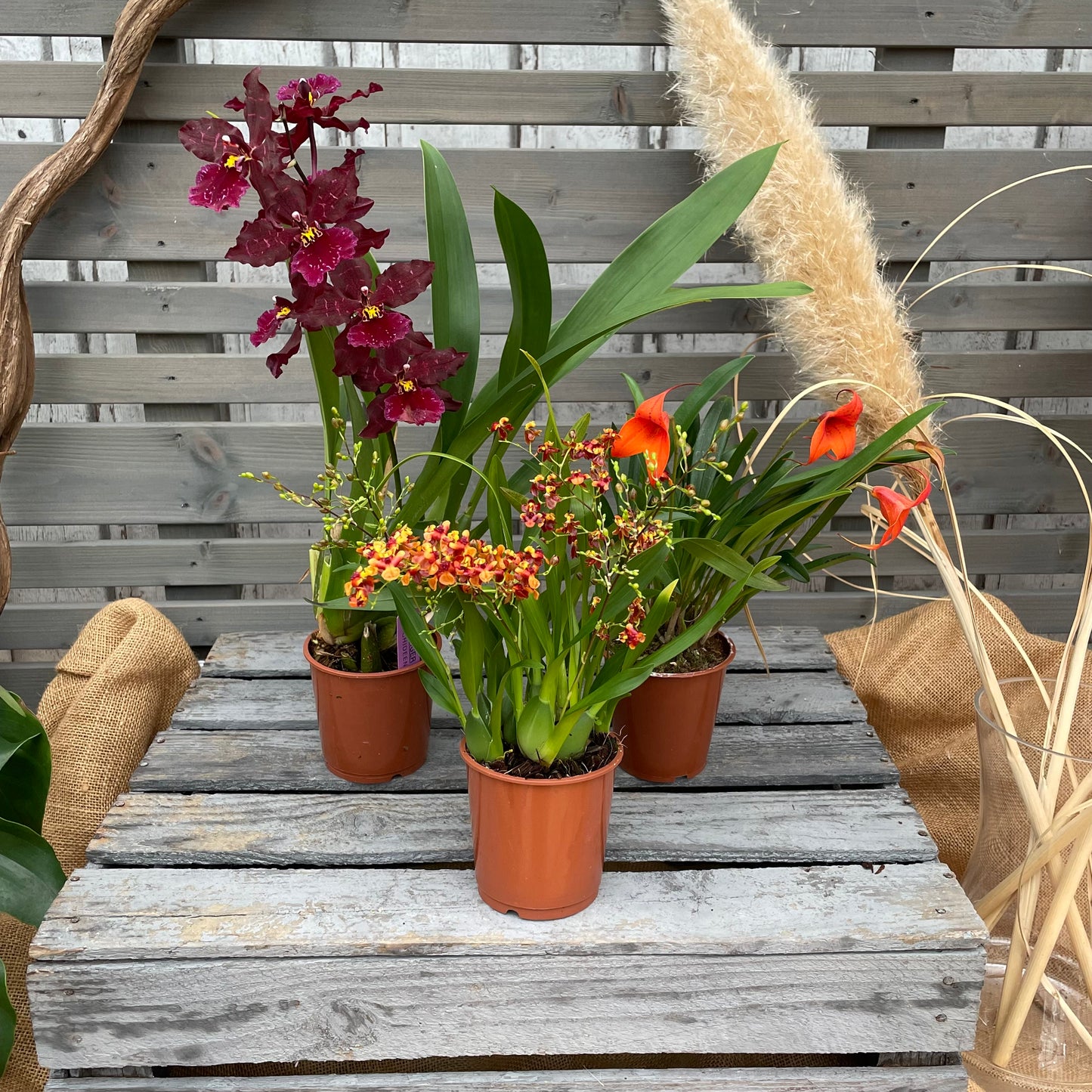 Exklusive Orchideen, 3er Set