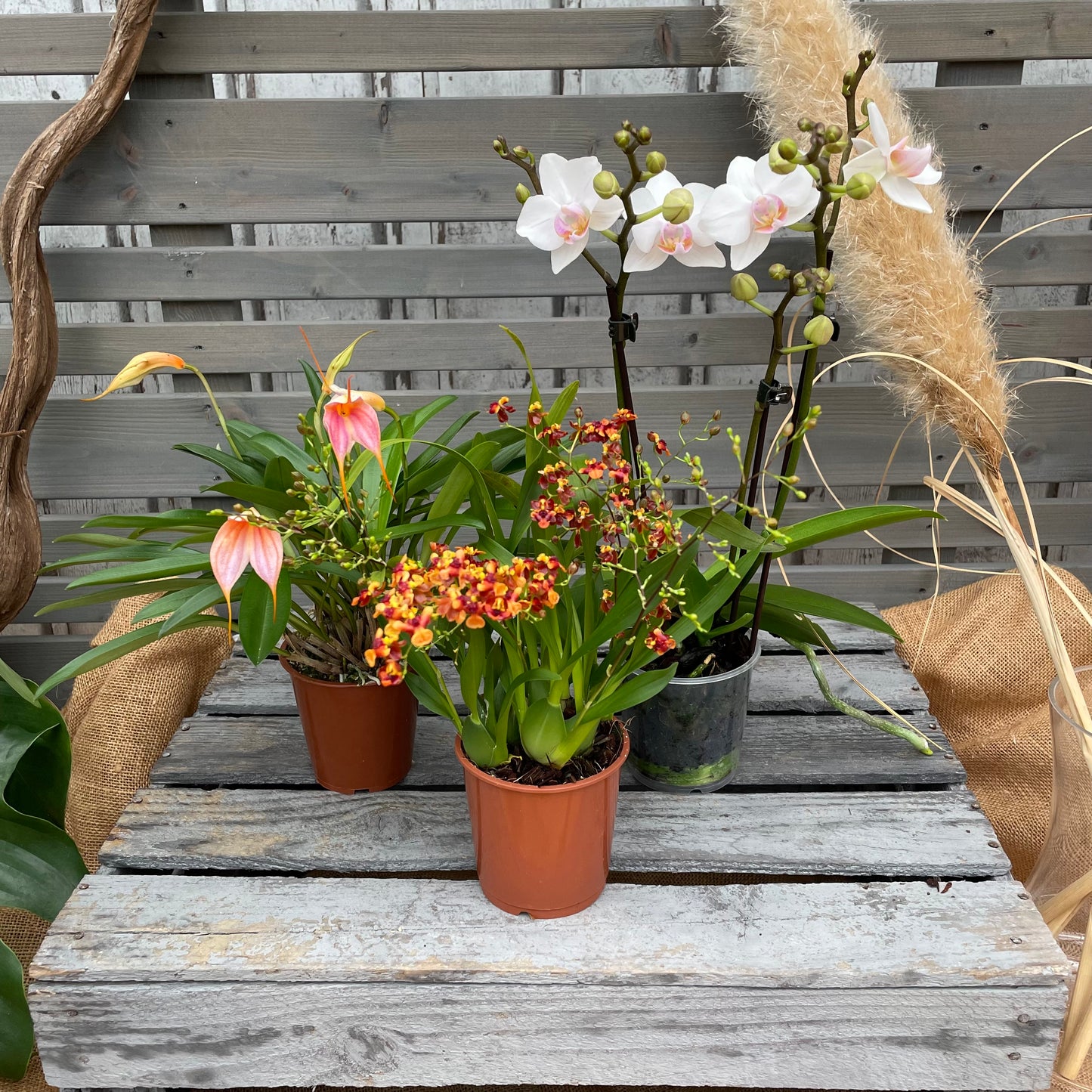 Orchideenmix, 3er Set