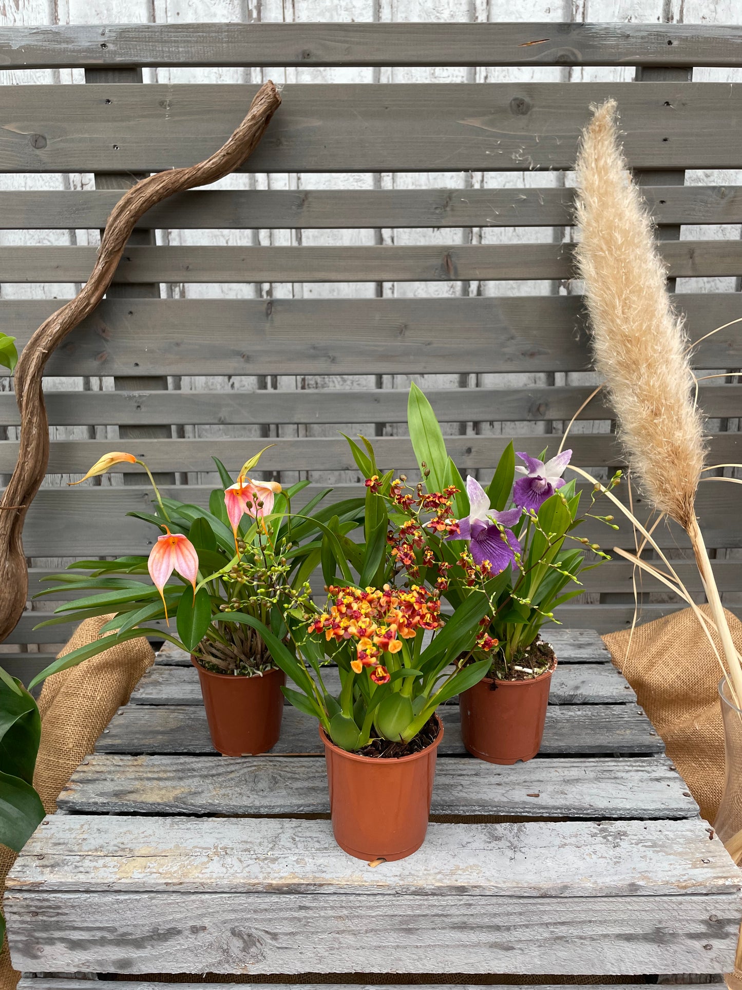 Exklusive Orchideen, 3er Set
