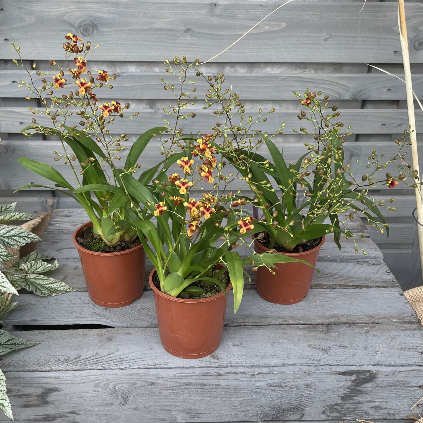 Duftorchidee Oncidium twinkle 'Anna', 3er Set