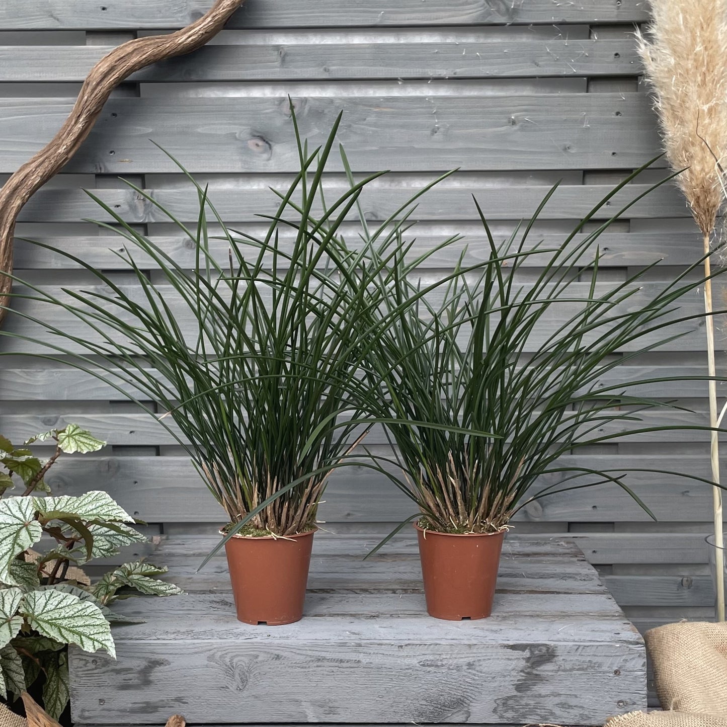 Dendrochilum wenzelii, 2er Set
