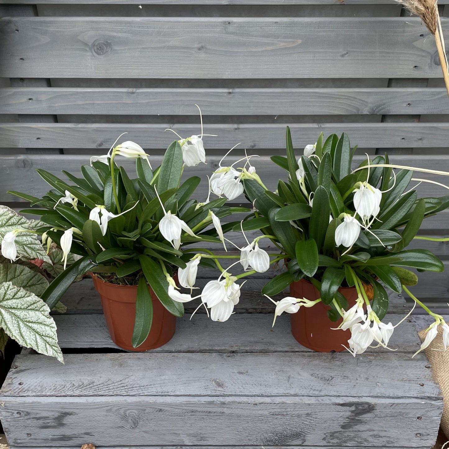 Winterorchidee Masdevallia tovarensis, 2er Set