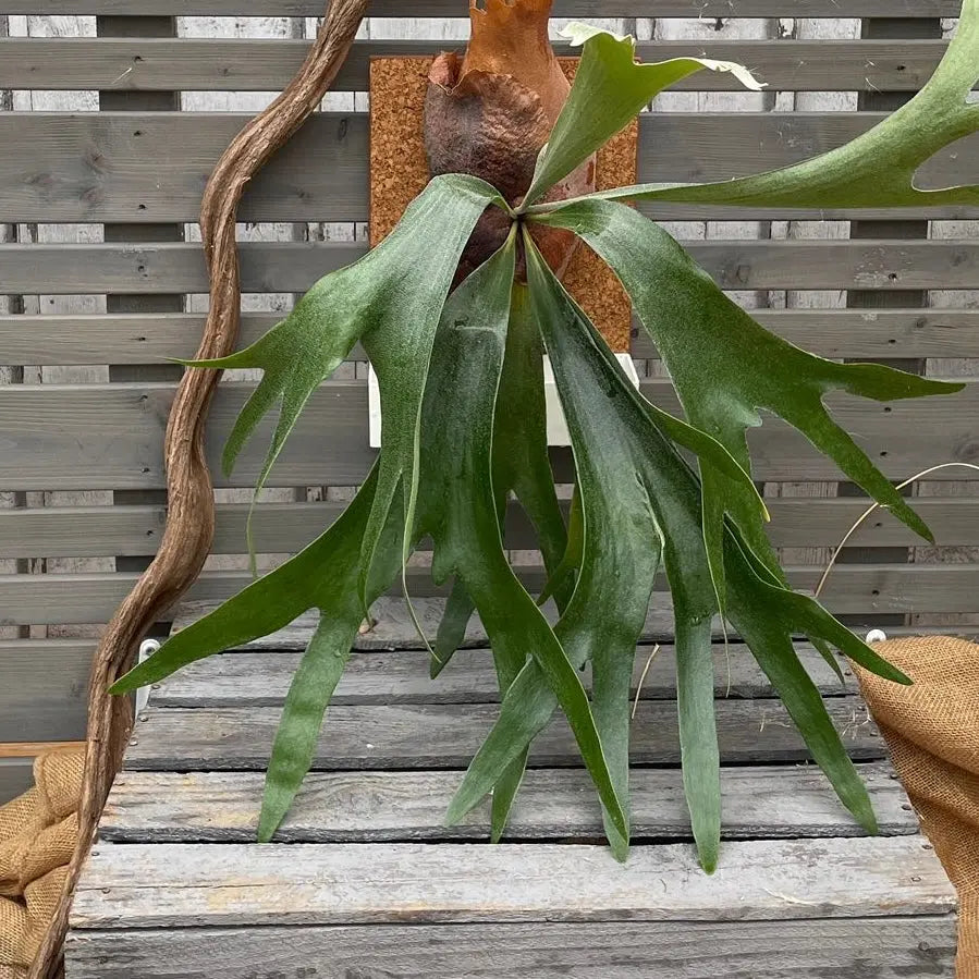 Living picture 'Geweihfarn' BLATTPOST