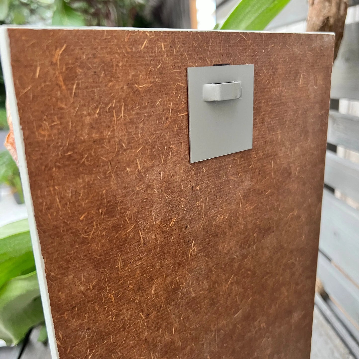 Living picture 'Geweihfarn' BLATTPOST