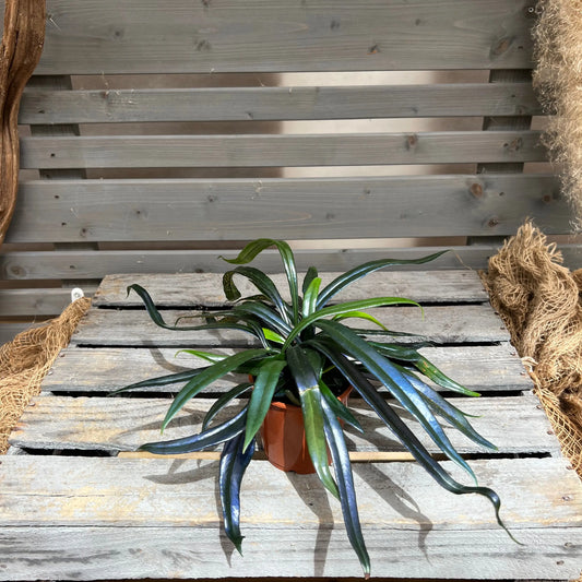 Ölfarn Microsorum thailandicum BLATTPOST