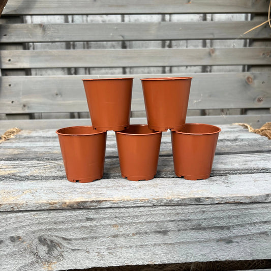 Orchideentöpfe, 6cm, terracotta BLATTPOST