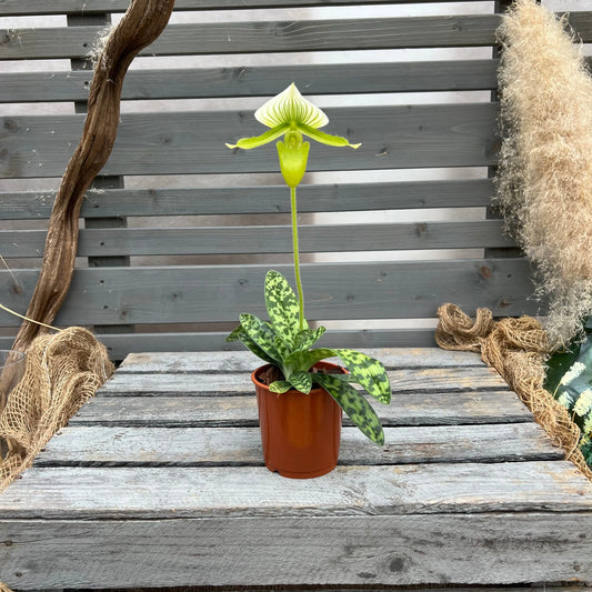 Paphiopedilum Maudiae `alba` BLATTPOST