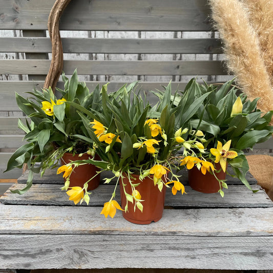 Promenaea, 3er Set BLATTPOST