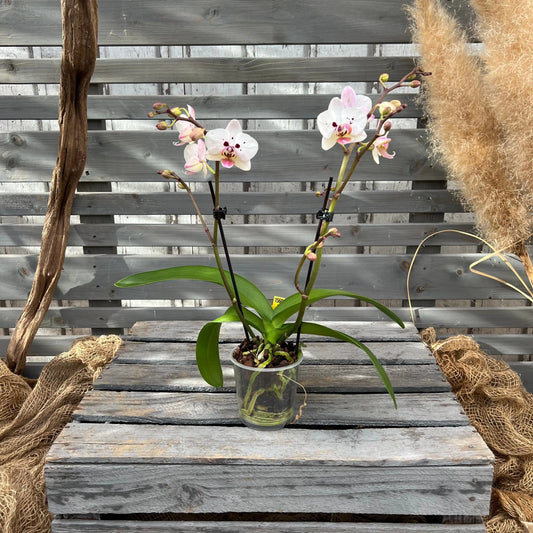 Schmetterlingsorchidee bunt, 9cm BLATTPOST