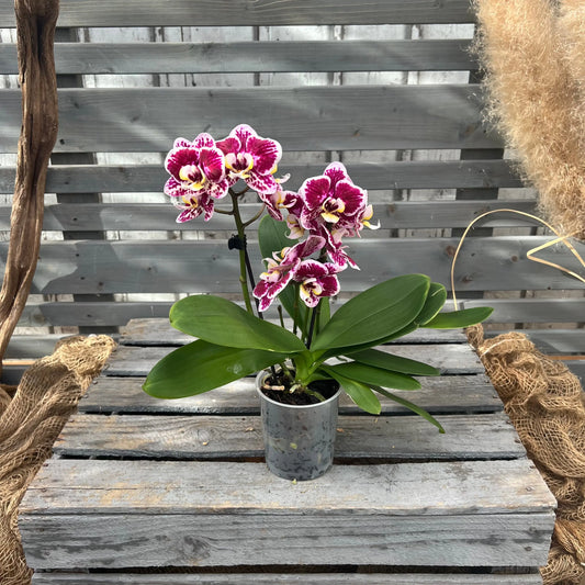 Schmetterlingsorchidee dunkel, 9cm BLATTPOST