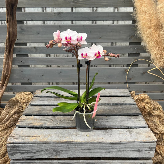 Schmetterlingsorchidee rosa-pink, 9cm BLATTPOST