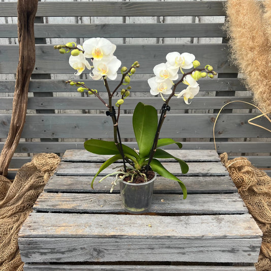 Schmetterlingsorchidee weiß, 9cm BLATTPOST