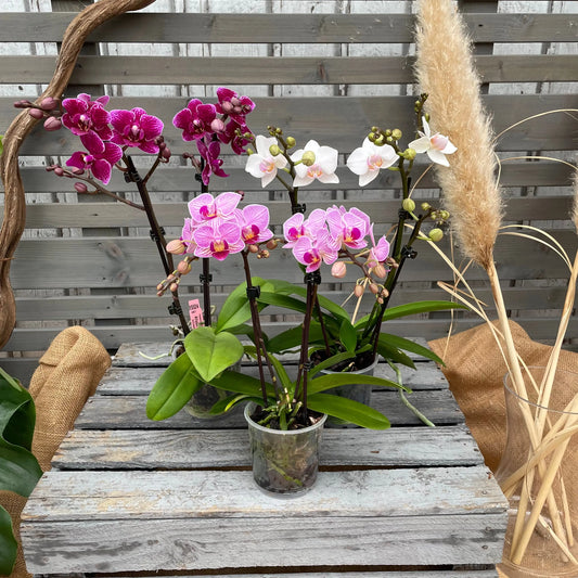 Schmetterlingsorchidee, 3er Set BLATTPOST