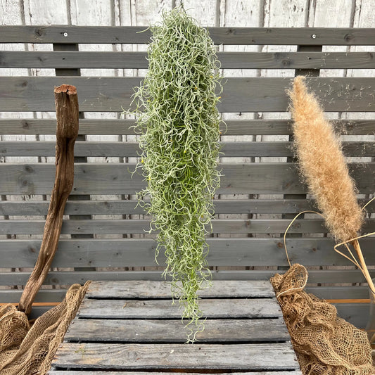 Tillandsia usneoides curly BLATTPOST