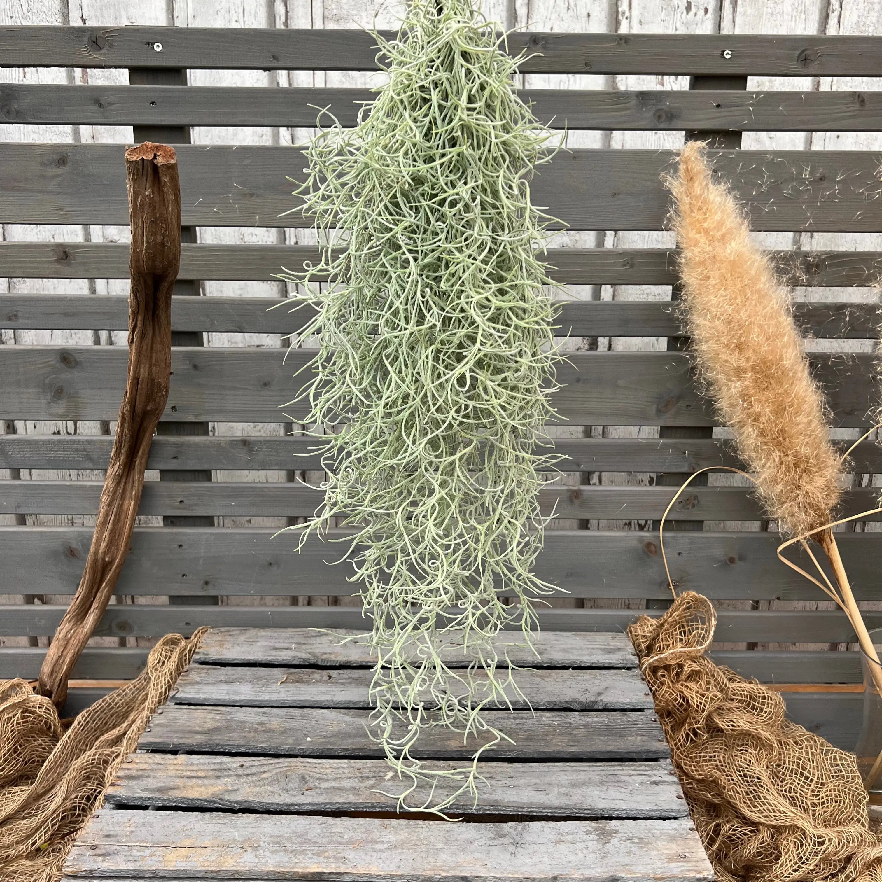 BLATTPOST Tillandsia usneoides
