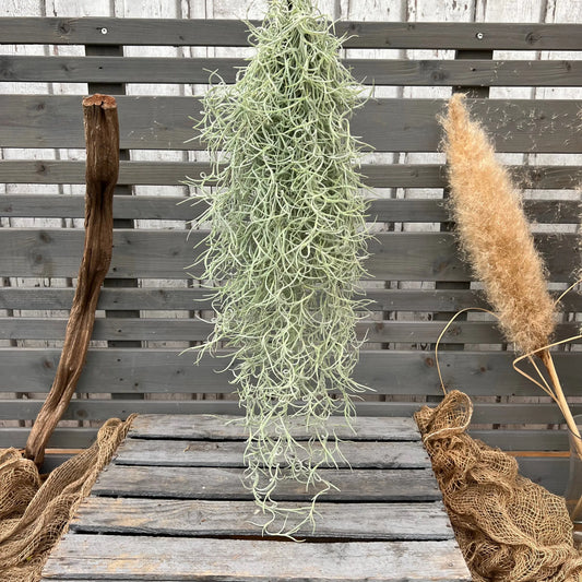 Tillandsia usneoides grey BLATTPOST