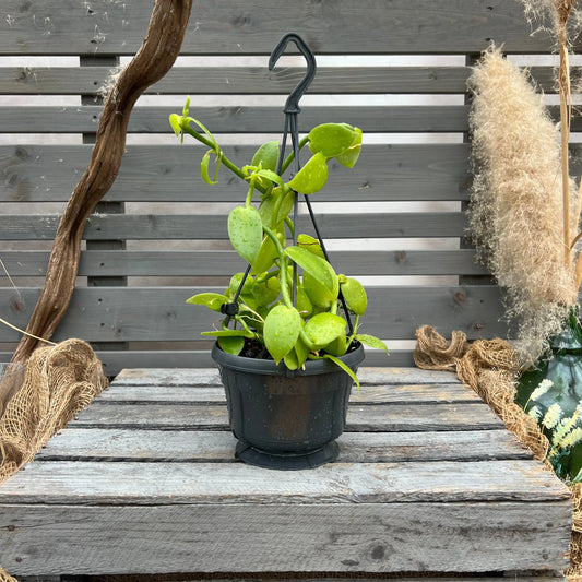 Vanilla planifolia Hassinger Orchideen