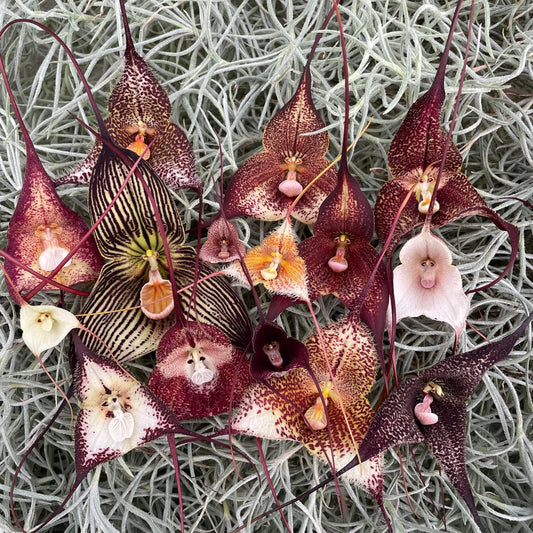 Affengesicht Orchidee Dracula der Saison! BLATTPOST