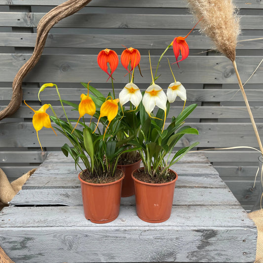 BellaVallia, 3er Set BLATTPOST